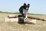 BORDER COLLIE 193